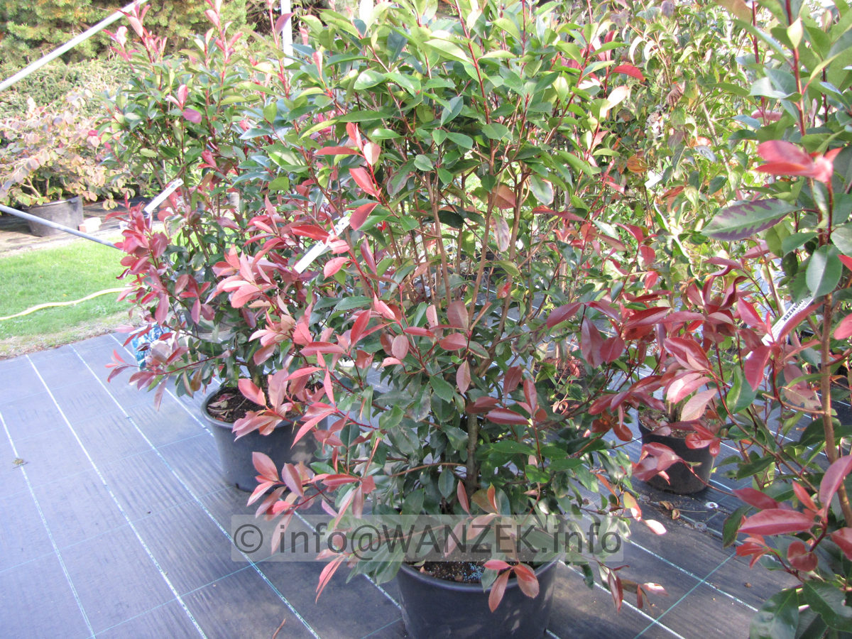 Photinia fraseri Red Robin 02.JPG